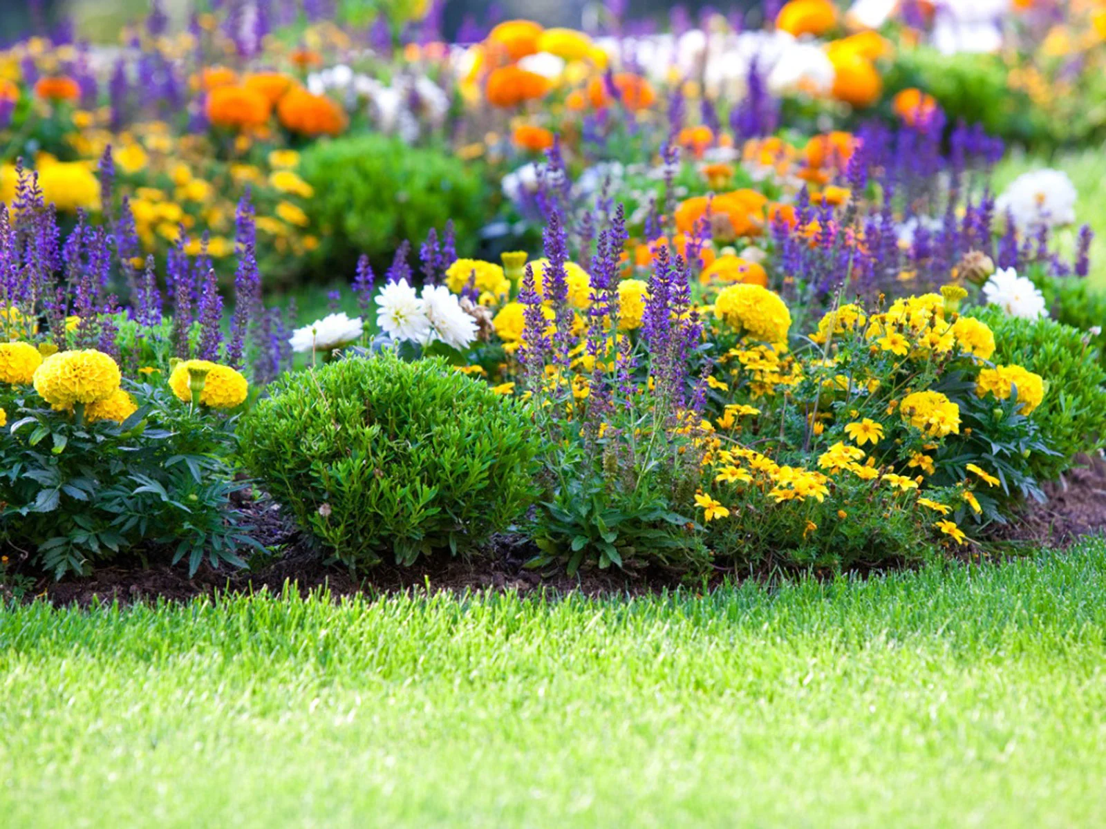 jardin 6 trabajo de jardineria 6 Bizkaia - Vizcaya